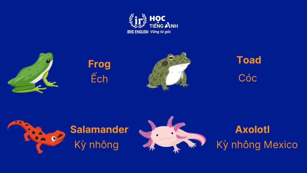 Từ vựng về các con vật bằng tiếng Anh - Đông vật lưỡng cư