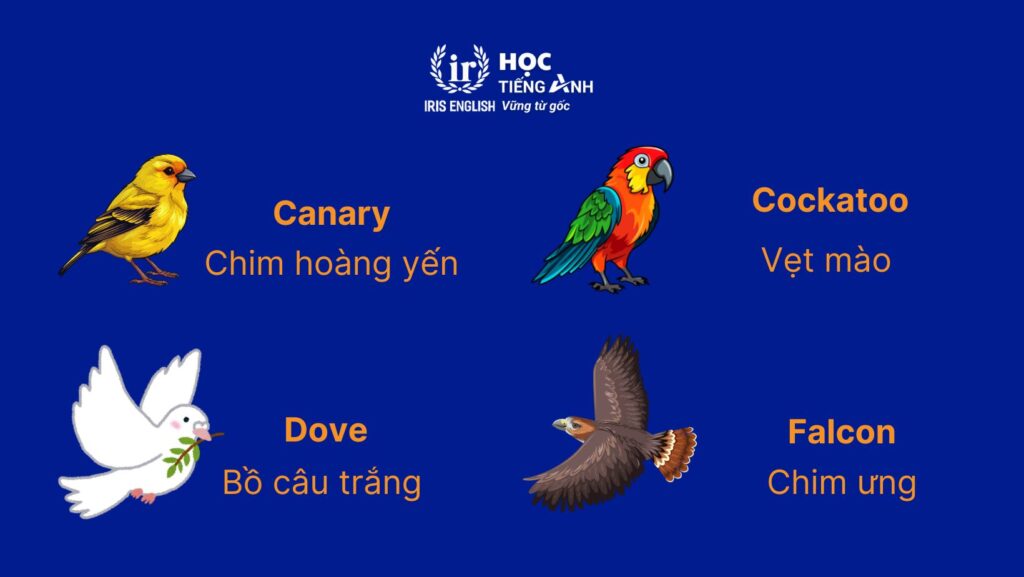 Từ vựng về các con vật bằng tiếng Anh - Các loài chim