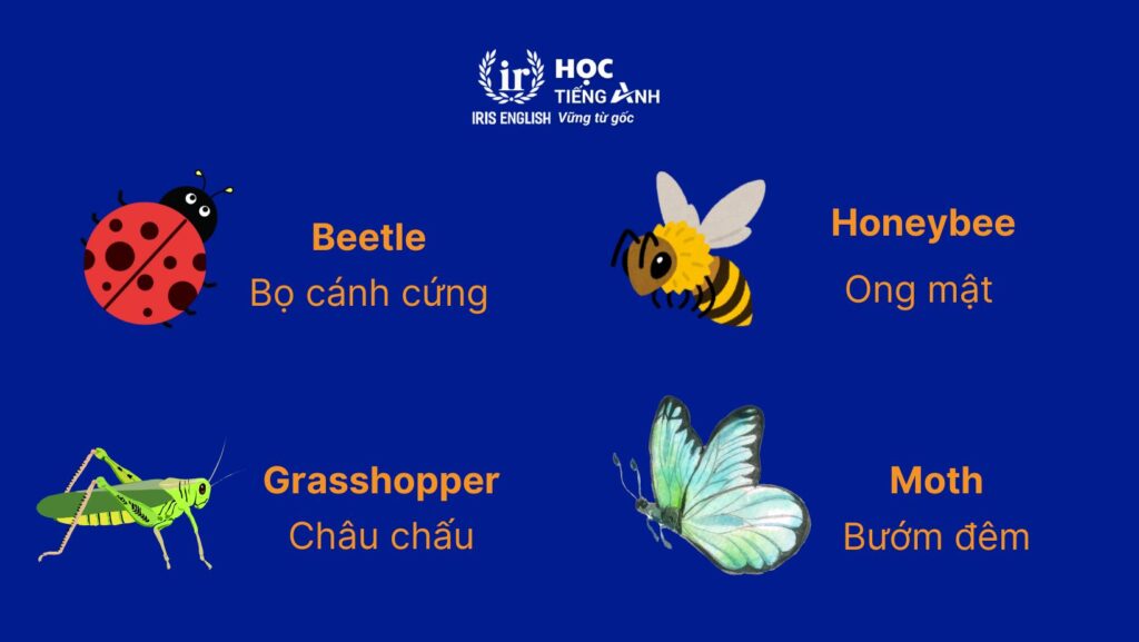 Từ vựng về các con vật bằng tiếng Anh - Các loài côn trùng