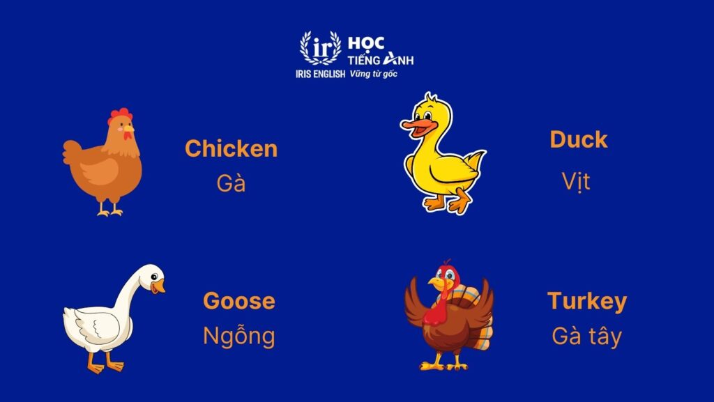 Từ vựng về các con vật bằng tiếng Anh - Gia cầm
