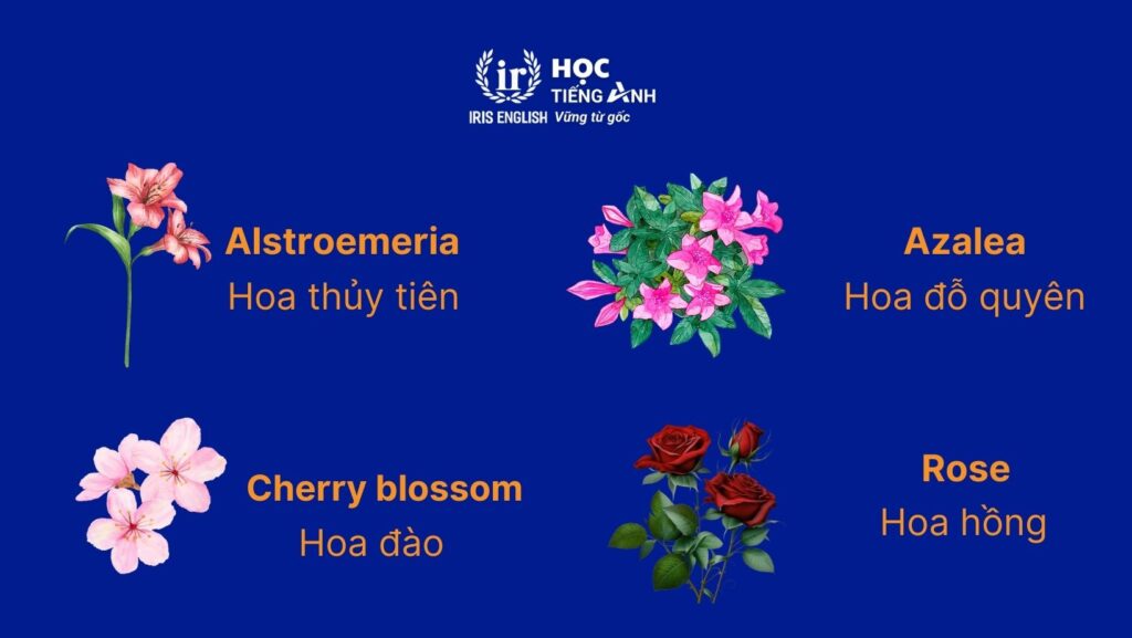 Từ vựng về các loài hoa bằng tiếng Anh thông dụng