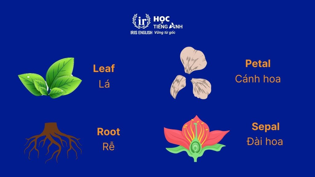 300+ từ vựng về các loài hoa bằng tiếng Anh thông dụng nhất 2 Từ vựng về bộ phận các loài hoa bằng tiếng Anh