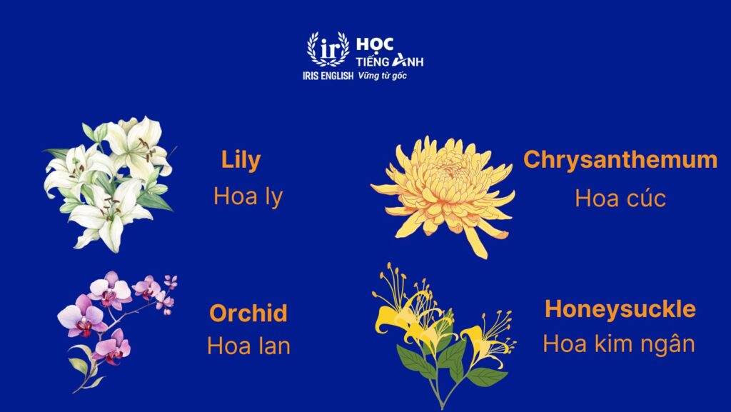 300+ từ vựng về các loài hoa bằng tiếng Anh thông dụng nhất 5 Ý nghĩa các loài hoa bằng tiếng Anh