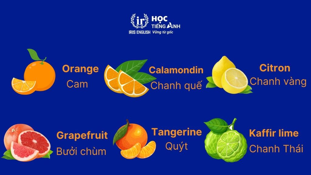 Từ vựng về các loại hoa quả bằng tiếng Anh - Các loại quả họ cam