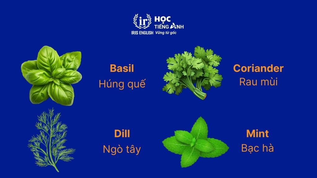 Từ vựng về các loại rau bằng tiếng Anh - Rau gia vị
