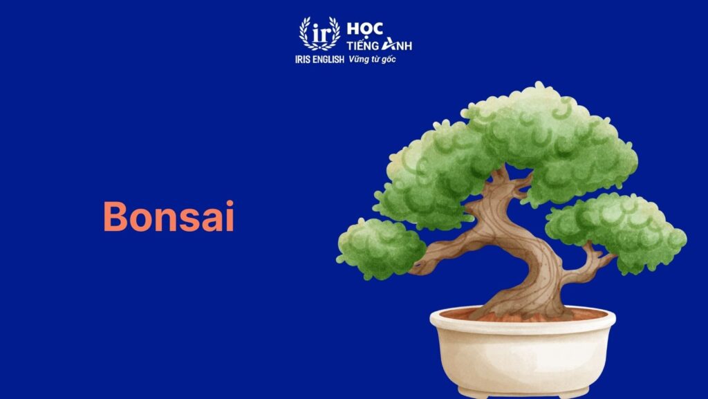 Từ vựng về cây cối trong tiếng Anh: Cây cảnh