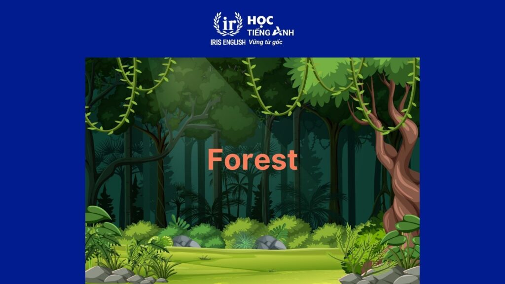 Từ vựng về cây cối trong tiếng Anh: Cây cối trong môi trường tự nhiên