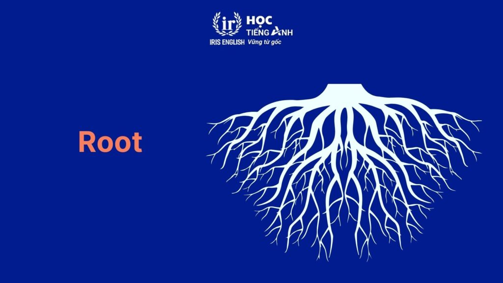 Từ vựng về cây cối trong tiếng Anh: Rễ cây