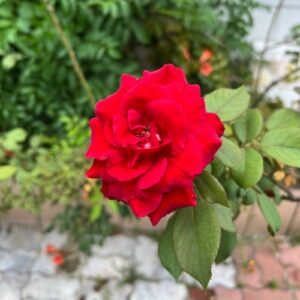 feedback hoc vien iris english 5