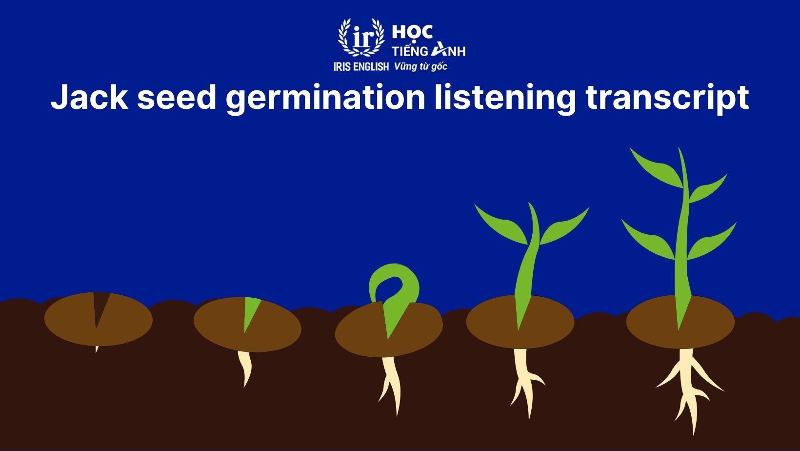 Jack seed germination listening answers, transcript và dịch nghĩa 2 Jack seed germination listening transcript